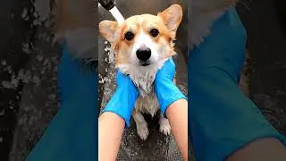 Clean, Safe, and So Happy &mdash; This Corgi&rsquo;s Smile Says Everything