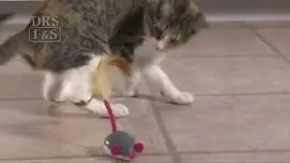 Cheese Chaser&trade; Remote-Controlled Mouse Toy | DrsFosterSmith.com