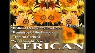 African Daisy Seed - Dimorphotheca sinuata - African Daisy FLOWER SEEDS on  www.MySeeds.Co