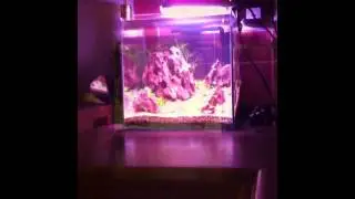 Aquaray 200 led vs arcpod