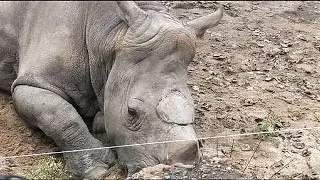 Burning protest at rhino horn trade