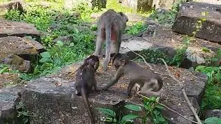Mama Jade Give Her Tiny Bb Javor walking Playing On stone on May5 G-Maz.4k200.Ambers