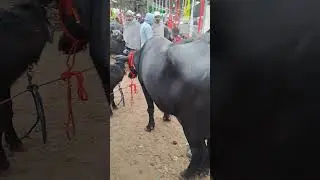 new murra best quality ... #murrahbulls #murrah #viral