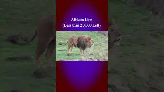 Extinct and Endangered Lions list.. #shortsyoutube #ytshorts