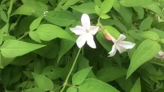 Jasmin stephanois 'Jasminum stephanense' rose p&acirc;le la fragrance s'emballe sous la fen&ecirc;tre s'installe