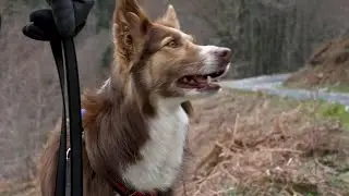 Search and rescue: French civil protection dogs go on training trips | AFP