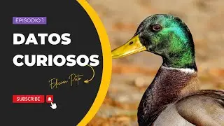 7 datos CURIOSOS sobre los PATOS que debes conocer!!