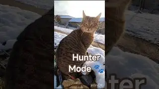 Hunter Mode: Oscar & Lena in the Silent Hunt 🐱👀