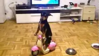 Aurelia's Filmtiere: Kleiner Hund f&auml;hrt Roller