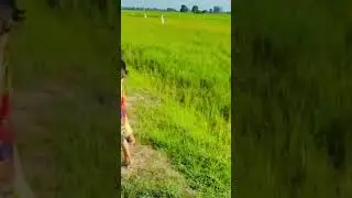 The most beautiful rice fields view #short