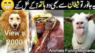 😻🐾️Super_Funny_Cat_Dancing_Video_😃#viralvideos_#Funnycatvideo_#dancingcat_#Catlovers_@furry-cornerz(
