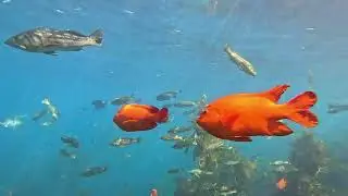Casino Point, Catalina 2025