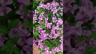 Natural flowers on tap views super #shotrs subscribe channel