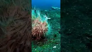 Чудо морское