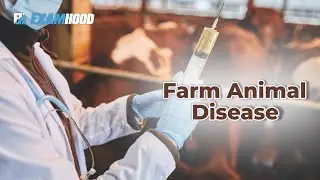 Farm animal disease