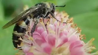 Plants & Pollinators - Backyard Habitat - Macro Nature - Insects Close-up