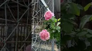 CHANT ROSE MISATO/ SOEUR EMMANUELLE/DIETER MULLER/TOEWERTING ROSE MAGIC