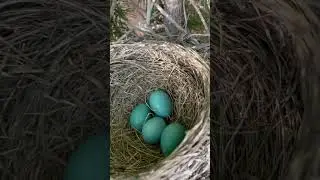 I found a robin&rsquo;s nest with blue eggs! 🌲🐣🐦&zwj;⬛
