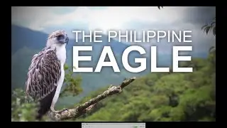 NATIONAL MUSEUM OF NATURAL HISTORY OF THE PHILIPPINES - The Philippine Eagle