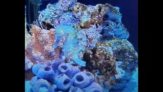 worlds best aquarium sea dragons, rare animals, and the biggest sea turtle