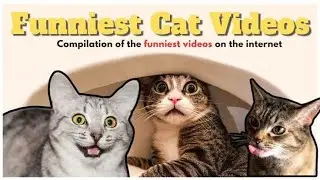 Wild animals are not suitable as pets at home due#catsvideos#texaswildlifepark #wildanimals#wildlife