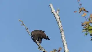 Feaking Bald Eagle 4K