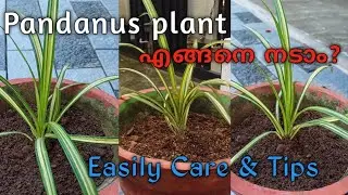 How to Grow Pandanus plant//Easy method //#plants #growth #grow #pandanus #care #tips