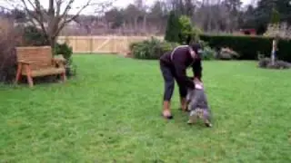 happydogsnortheast training videos - obedience for fun and practical use