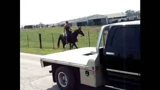 FLASHY BLUE ROAN KENTUCKY MOUNTAIN MARE, SUPER SMOOTH, TRAFFIC SAFE, AND GENTLE, STANDS 15.3