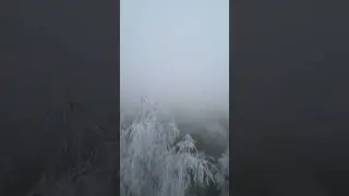 Frozen Tree | #fpv
