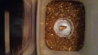 Dermestids: Attagenus unicolor Time-Lapse #20