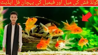 Goldfish male or female Ki Pehchan Mukammal update ❤️