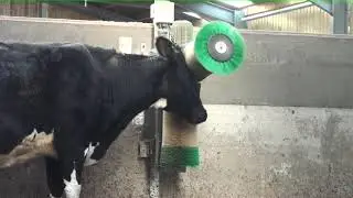 Cow Using Artificial Scratch Post