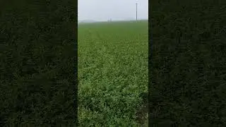 Barseem shatala  2nd crop will be ready in 15 days for cutting.