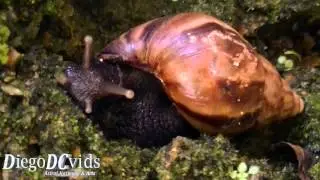 Snail species (Pulmonata - Stylommatophora) Caracol