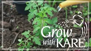 Grow with KARE: Understanding blight-resistant tomato varieties