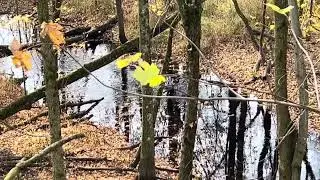 Archery Blacktail Columbian Longbow T2 whitetail hunt over destination creekside scrape.