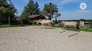 Perla und Bonito