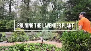 Pruning Lavender Plant
