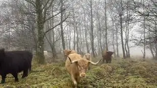 And Out of the Mist They Came Running&hellip;&hellip; ! 😍