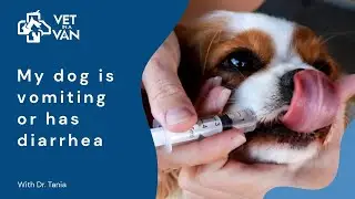 How to Rehydrate a Dehydrated Dog | Step-by-Step guide with Dr. Tania
