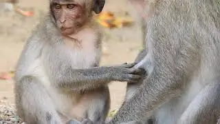 Poor Hungry Is Trying To Insist Milk Breasting And Grooming From Poor Old Mom Is Weaning Him