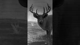 Giant Ohio whitetail #viral #deerhunting #hunting #deer #outdoors #antlers