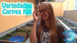 Variedades de Carpas Koi