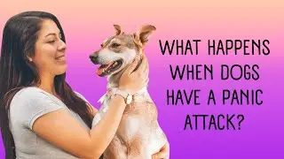 What Happens When Dogs Have a Panic Attack?