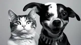If your dog and cat are having a PARTY