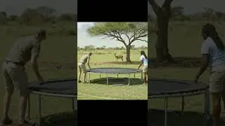 🦌 Antelope on a Trampoline | Funniest Wildlife Bounce Ever 😂✨