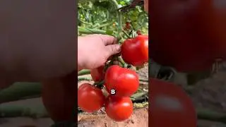 How Chinese farmers save tons of tomatoes!