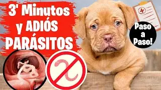 🛑Como ELIMINAR los PARASITOS de un CACHORRO ⏩ Método FACIL para DESPARASITAR tu  CACHORRO✅