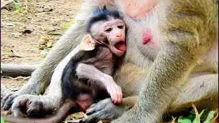 Wow cute baby Polino, What's Polino do? Pepeye breastfeed baby Polino.